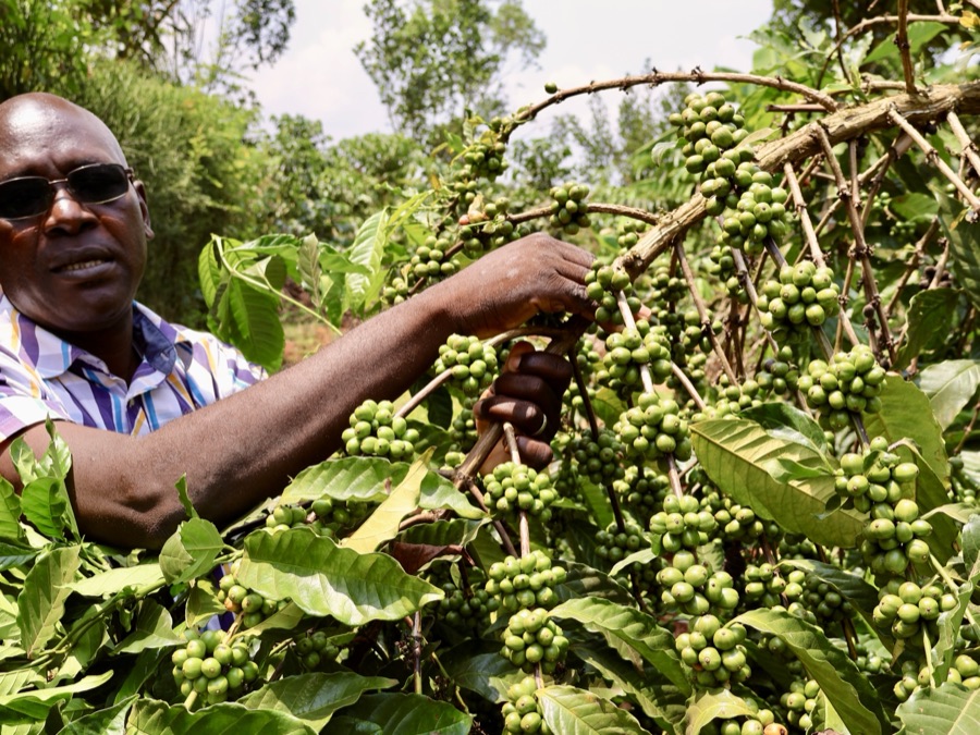 AVN field team verifying a coffee plot, Mubende, Uganda.