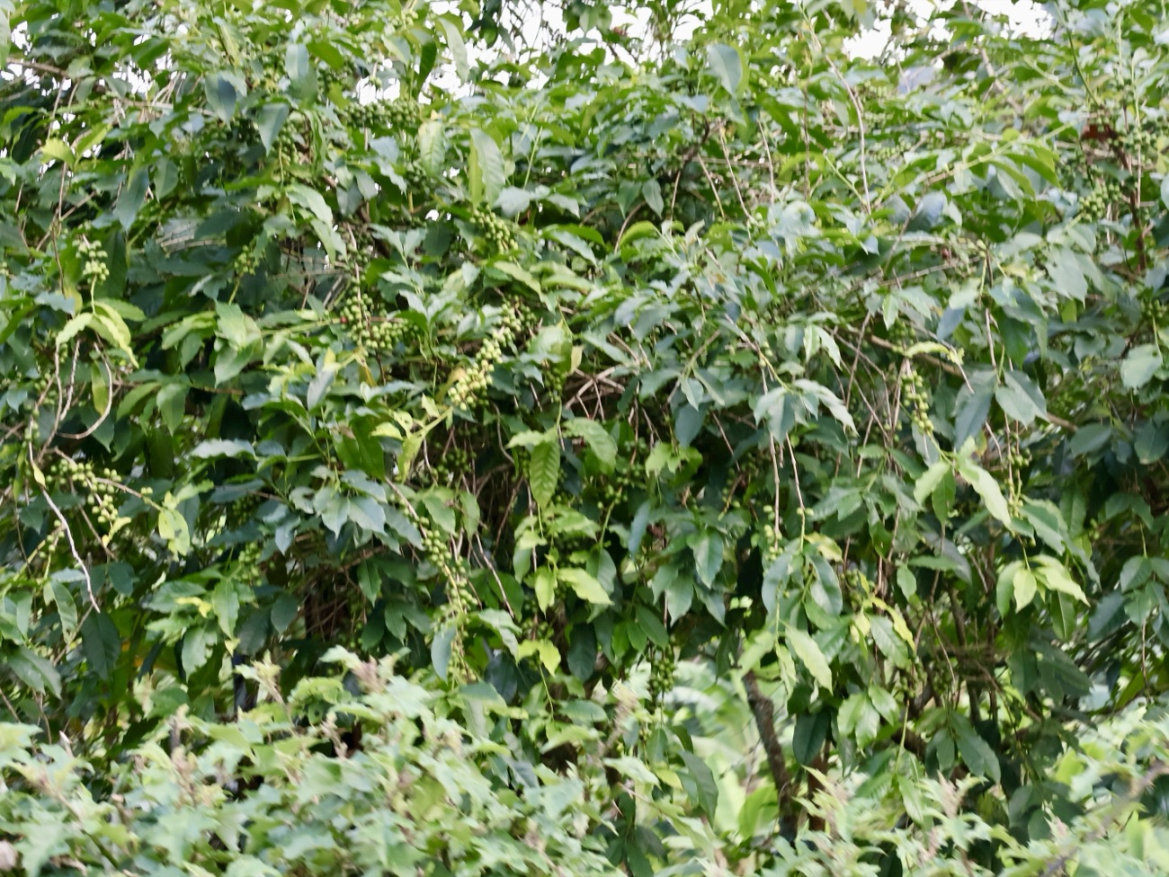 A single coffee plot in Uganda — the scale at which AVN verifies deforestation-free status.